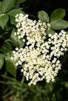 The elderflower