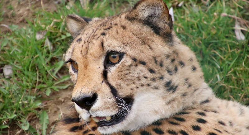 The cheetah at Herberstein Zoo