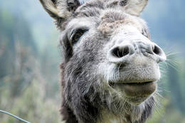 Donkeys in the Hochreiter Eco Park